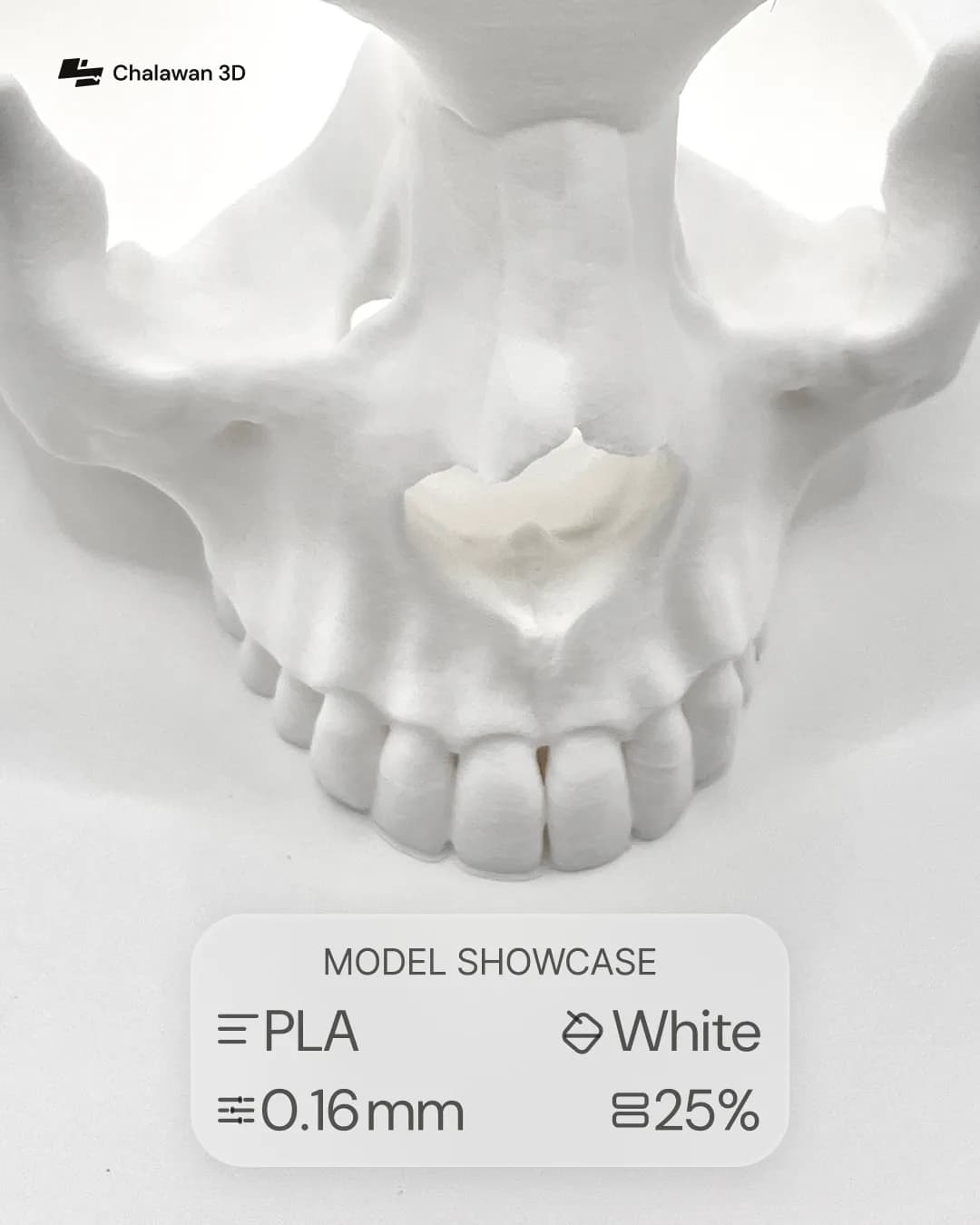 Human Skull Model